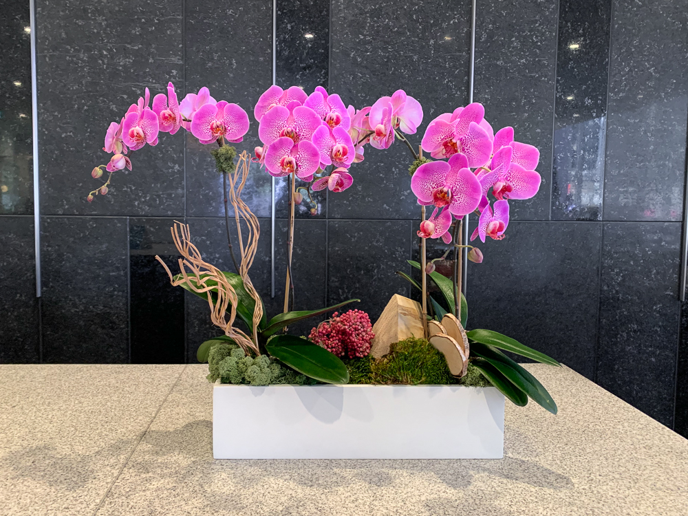 長(zhǎng)城汽車辦公綠植租賃