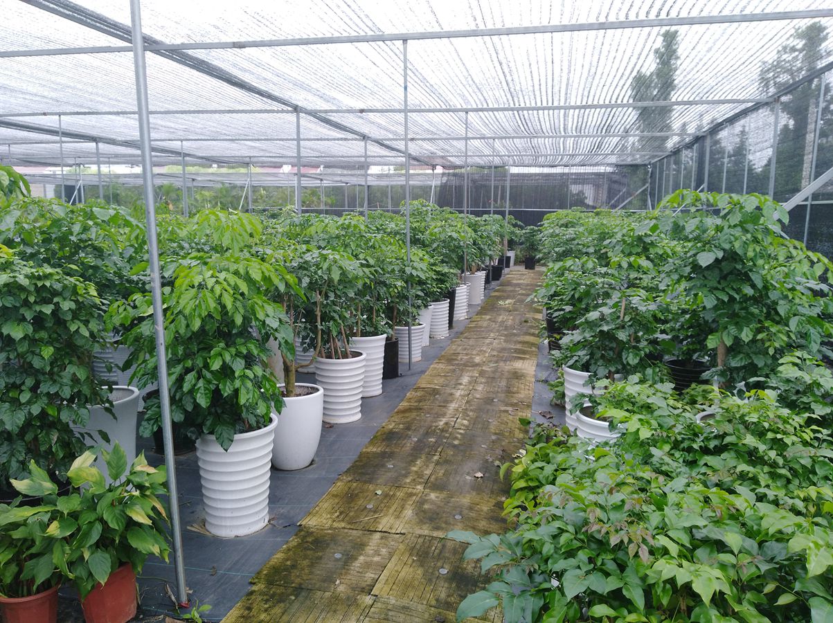蘇州綠植租賃哪家好？楚天園林教你如何選擇綠植租賃公司
