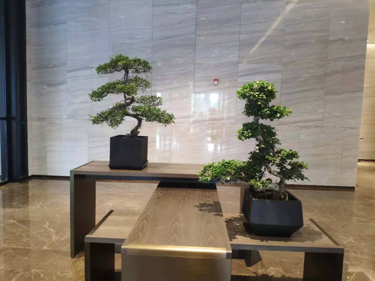 萬豪酒店綠植租賃綠化服務(wù)